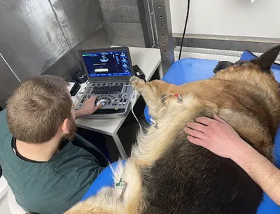 Kama Sklep zoologiczny Przychodnia weterynaryjna Sklep łowiecki Stalowa Wola